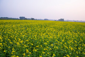 Beautiful Floral Landscape View of Rapeseed  in a field with blue sky in the countryside of Bangladesh