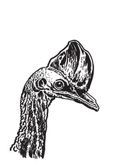 Graphical portrait of cassowary on white background, vector illustration. 