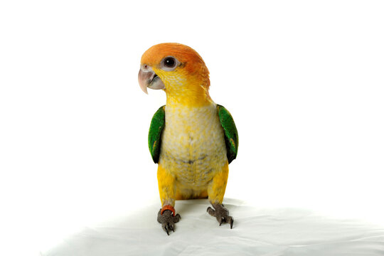 Cute White Bellied Caique parrot (Pionites leucogaster) resting on a human's hand