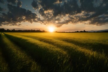 Obraz premium sunset in the field