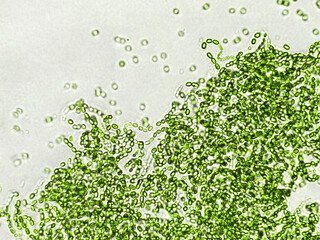 Probiotics, bacteria on white background. Bacteria and microorganisms. Microscopic probiotics,...
