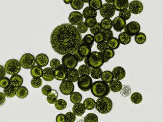 Probiotics, bacteria on white background. Bacteria and microorganisms. Microscopic probiotics,...