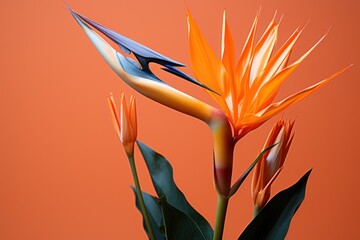  a close up of an orange flower with green leaves in front of an orange background with a bird of paradise in the center.