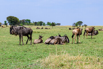 Wildebeests (Connochaetes) at the Serengeti national park, Tanzania. Great migration. Wildlife photo