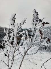 snow covered trees