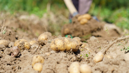 Potato close-up on ground, woman farmer in background. Planting potatoes for May holidays in Russia, Subsidiary farming and personal farming