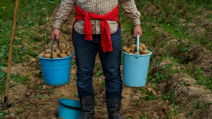 Man holding in two buckets of potatoes. Planting potatoes for May holidays in Russia, Subsidiary farming and personal farming