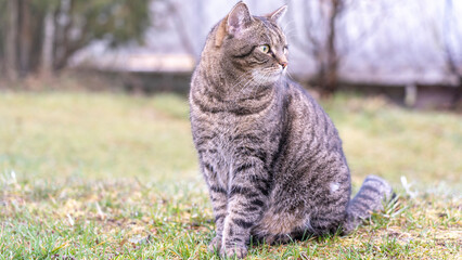 The cat is alert and looks away, Cat on the front lawn, Indoor cat outdoors