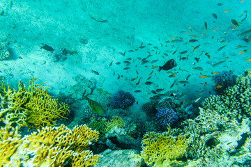 Fototapeta na wymiar Colonies of the corals and tropical fishes at coral reef in Red sea