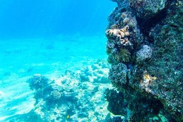 Colonies of the corals at coral reef in Red sea