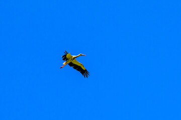 White stork (Ciconia ciconia) flying in a sky