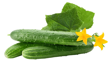 Cucumber isolated on white background, full depth of field