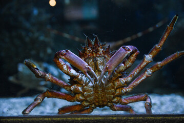 Beautiful crab swimming in the aquarium.