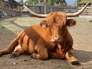 Musk Cow