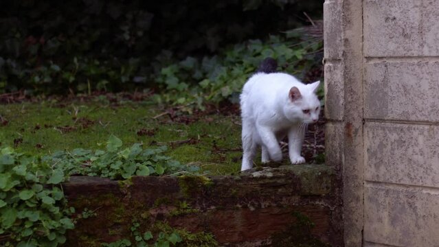 White pet cat exploring and climbing in the garden