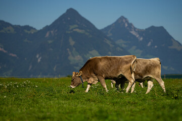 Cows are grazing on a meadow in Switzerland. Cattle pasture in a green field.