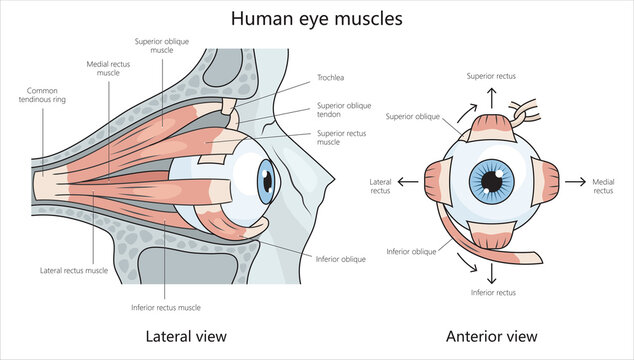 Human eye muscles structure diagram hand drawn schematic raster illustration. Medical science educational illustration