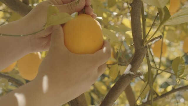 Male Hands Picking a Ripe Lemon from Tree on Sunny Day