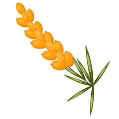 Sea ​​buckthorn sprig with yellow berries isolated on white background