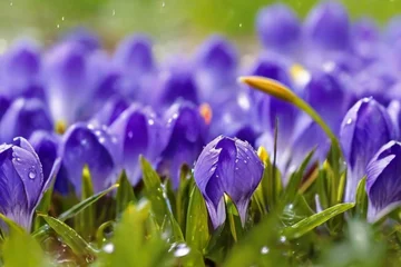 Fotobehang spring crocus flowers © Shahzad