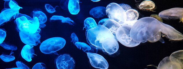 Jellyfish changes colours under fluorescent illumination - obrazy, fototapety, plakaty