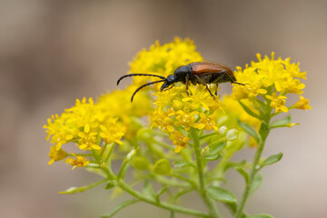 bug on yellow flower