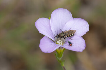 bee on flower