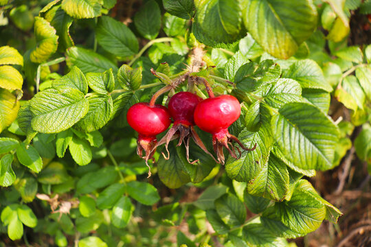 red ripe rose hips on a green branch