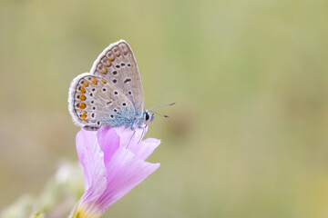 butterfly on a flower