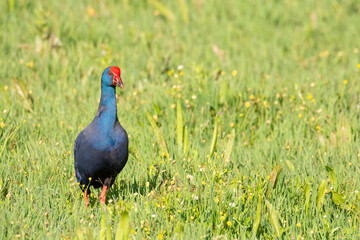 Western swamphen