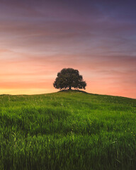 Holm oak on top of the hill at sunset. Buonconvento, province of Siena, Tuscany - obrazy, fototapety, plakaty