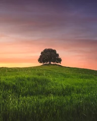 Fototapete Holm oak on top of the hill at sunset. Buonconvento, province of Siena, Tuscany © stevanzz