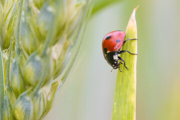 ladybug on a leaf © Kenan