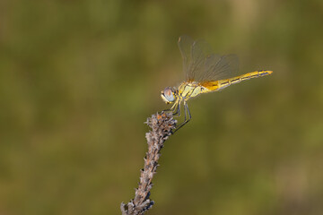 dragonfly on a branch