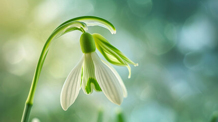 A macro shot capturing the exquisite beauty of a snowdrop bloom, its petals adorned with intricate green markings. The fine details and gentle curves showcase the artistic elegance