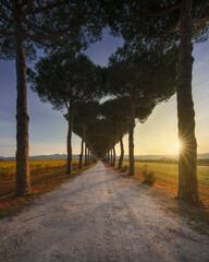 Bolgheri pine tree lined road and vineyards at sunrise. Maremma, Tuscany, Italy - 715434182
