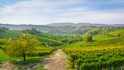 Fototapeta na wymiar Langhe vineyards landscape. Piedmont, Italy
