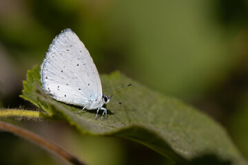 butterfly on leaf