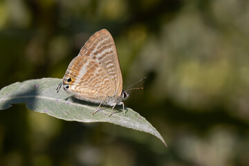 butterfly on a leaf