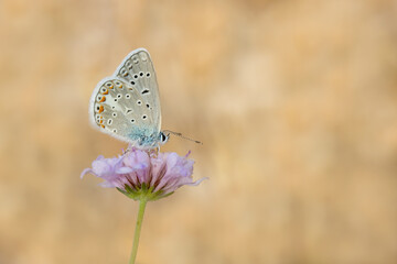 butterfly on a flower