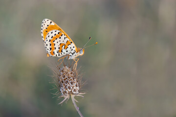 butterfly on a flower