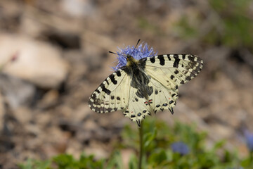 butterfly on a flower