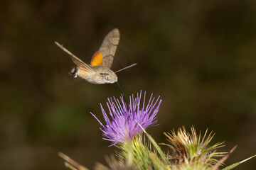 butterfly on thistle