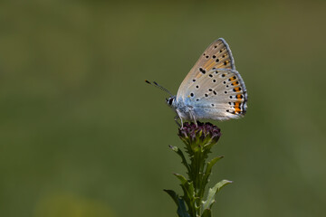 butterfly on a flower