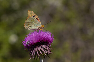 butterfly on thistle
