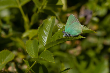 butterfly on a leaf