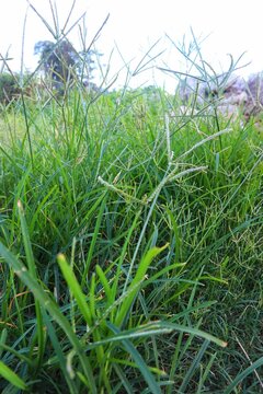 Belulang grass or sambau (Eleusine indica) is a wild plant.
