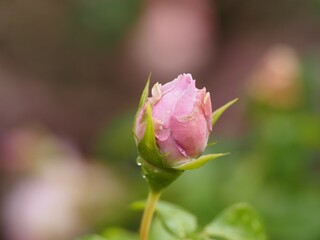 藤色のバラ　ルシエルブルー　つぼみ