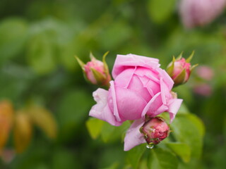 藤色のバラ　ルシエルブルー　つぼみ