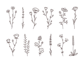 Set of wild flowers, herbs, plants